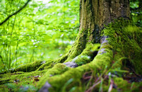 Chrudim: Obnova lesa jinak, přirozeně