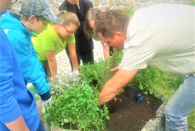 Rosice: Truhlíky u ZŠ osázeli žáci bylinkami